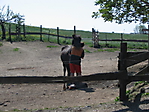 2007